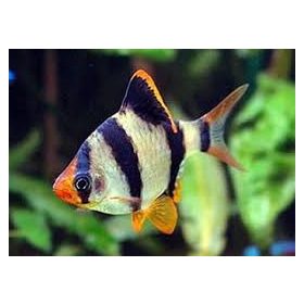 Szumátrai Díszmárna