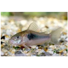 Corydoras aeneus – Kékpajzsos páncélosharcsa