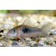 Corydoras aeneus – Kékpajzsos páncélosharcsa