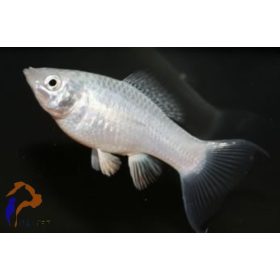 Ezüst molly, Fehér molly (Poecilia sp.)