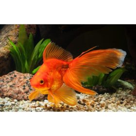Osztott farkú aranyhal 