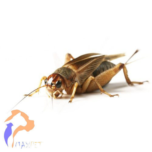 Közepes méretű Banán tücsök | Gryllus assimilis