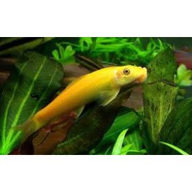 Aymonieri arany – Moszatevő márna