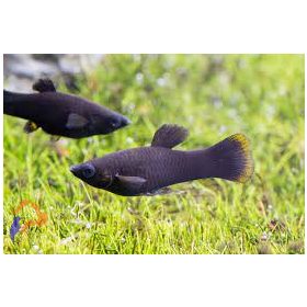 Fekete Molly (Poecilia sphenops - Black Molly )