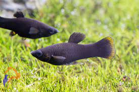 Feketemolly (Poecilia sphenops - Black Molly )