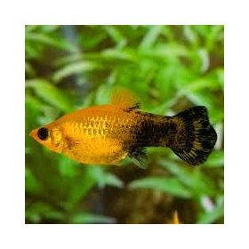 Molly borostyán Arany-fekete