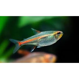 Izzófényű pontylazac