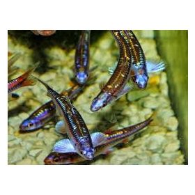 Szivárványos cselle