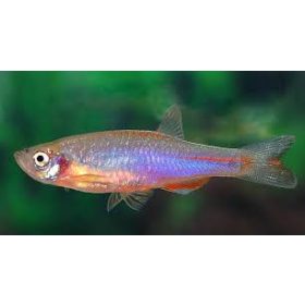 Dánió színjátszós