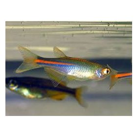 Dánió színjátszós