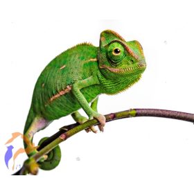 Sisakos kaméleon (Hím)- Chamaeleo calyptratus