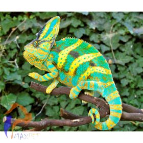 Sisakos kaméleon (Hím)- Chamaeleo calyptratus