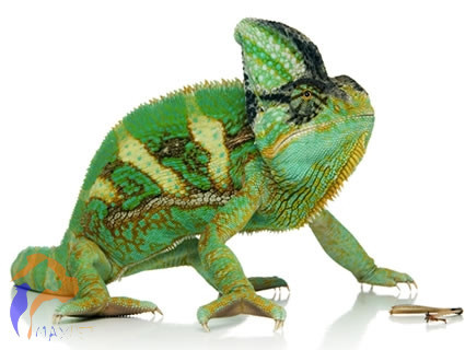 Sisakos kaméleon (Hím)- Chamaeleo calyptratus