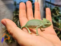 Sisakos kaméleon (Hím)- Chamaeleo calyptratus