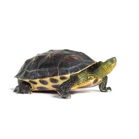 Kínai Csíkos Teknős