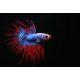 Betta Koronás