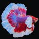 Betta Halfmoon