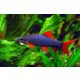 Labeo Frenatus