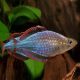 Neon kalászhal