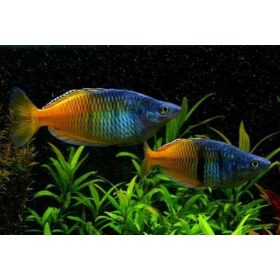 Boesemani kalászhal