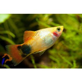 Mickey mouse platti (Xiphophorus maculatus)