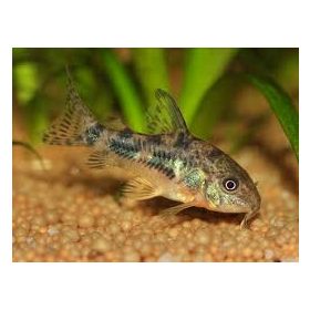 Corydoras paleatus – Foltos páncélosharcsa