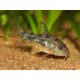 Corydoras paleatus – Foltos páncélosharcsa