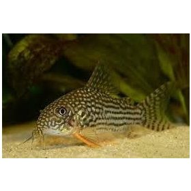 Corydoras sterbai – Narancsúszójú páncélosharcsa