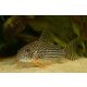Corydoras sterbai – Narancsúszójú páncélosharcsa