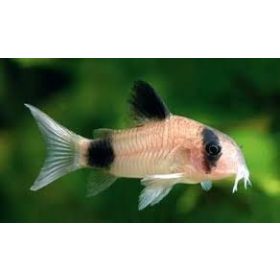Corydoras panda – Panda páncélosharcsa