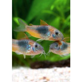 Vörösfoltos páncélosharcsa