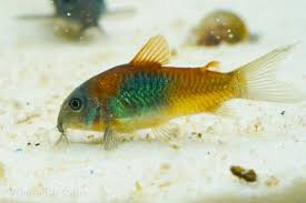 Vörösfoltos páncélosharcsa