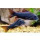 Corydoras venezuelanus "Black"