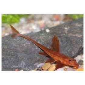 Loricaria sp RED