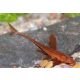 Loricaria sp RED