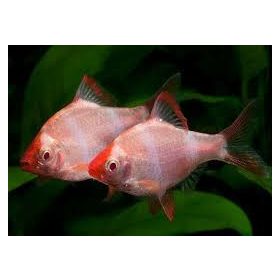 Szumátrai díszmárna albínó