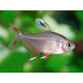 Rózsalazac white fin