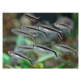 Ferdénúszó Pontylazac