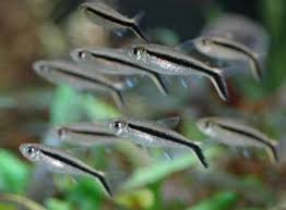 Ferdénúszó Pontylazac