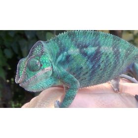 Párduckaméleon NosyBee Hím