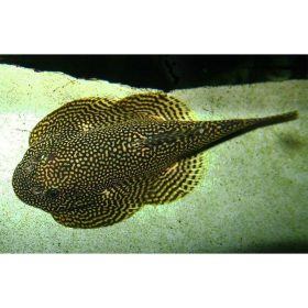 Pöttyös palacsinta algázó