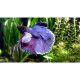 Betta szuperdelta fancy hím