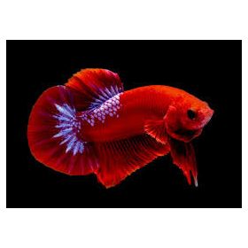 Betta Hellboy