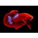 Betta Hellboy