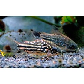 Rácsmintás páncélosharcsa