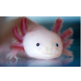 Axolotl fehér kékszemű