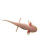 Axolotl fehér kékszemű