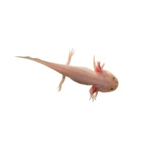 Axolotl fehér kékszemű