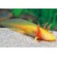 Axolotl arany színű