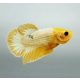 Yellow fancy hím betta